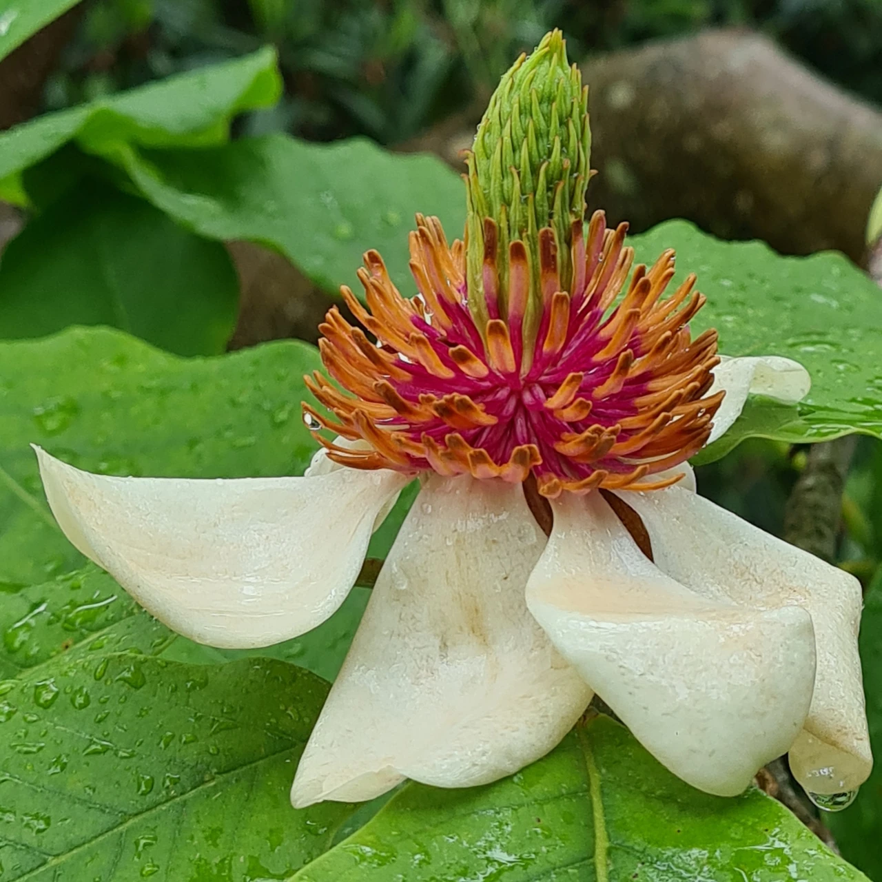 M. x wieseneri